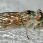 Tábano hembra (Tabanus tergestinus): la boca que corta la piel sin tener dientes