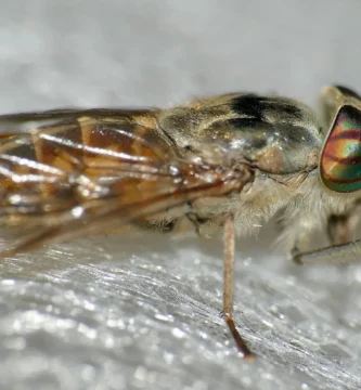¿Tienen dientes las moscas? Por qué «muerden» sin tenerlos 1 Tábano hembra (Tabanus tergestinus): la boca que corta la piel sin tener dientes