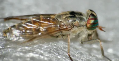 Tábano hembra (Tabanus tergestinus): la boca que corta la piel sin tener dientes