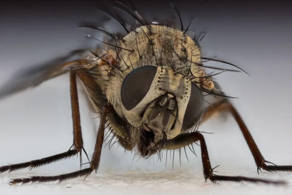 Mosca doméstica (Musca domestica) posada sobre una superficie rugosa