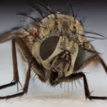 Mosca doméstica (Musca domestica) posada sobre una superficie rugosa
