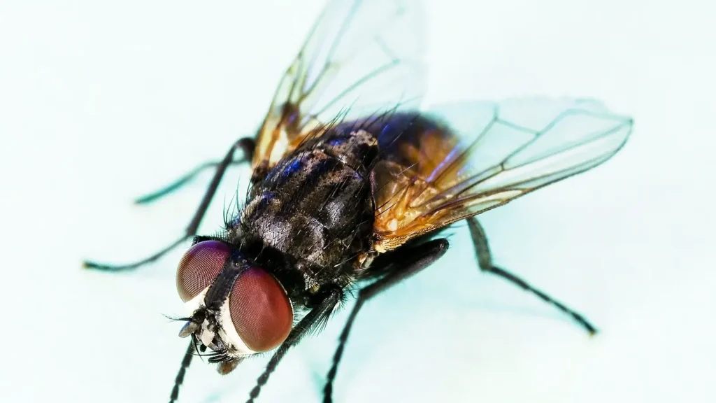 Moscas en invierno: dónde están y qué hacen cada temporada 1 Mosca doméstica posada, insecto común en los meses cálidos
