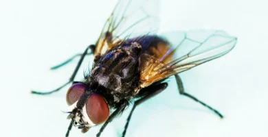 Mosca doméstica posada, insecto común en los meses cálidos