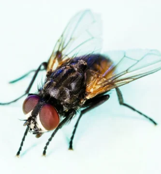 Mosca doméstica posada, insecto común en los meses cálidos