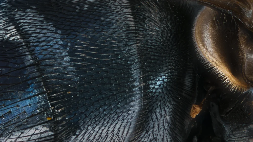 ¿Tienen corazón las moscas? Así late (y así respiran sin pulmones) 1 Abdomen de una mosca doméstica (Musca domestica) visto a 8 aumentos