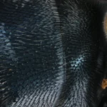 Abdomen de una mosca doméstica (Musca domestica) visto a 8 aumentos
