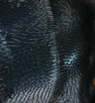 ¿Tienen corazón las moscas? Así late (y así respiran sin pulmones) 1 Abdomen de una mosca doméstica (Musca domestica) visto a 8 aumentos