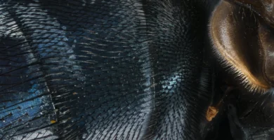 Abdomen de una mosca doméstica (Musca domestica) visto a 8 aumentos