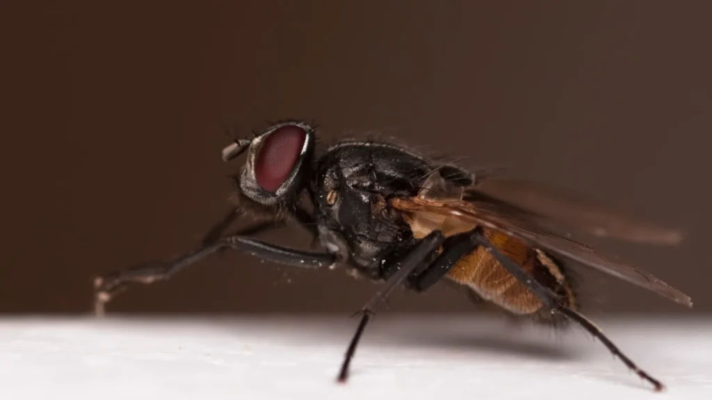 Tipos de moscas: las 8 especies más comunes y cómo distinguirlas 1 Mosca doméstica (Musca domestica) vista de lado, una de las especies más comunes entre los tipos de moscas