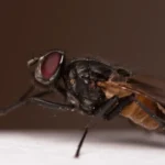 Mosca doméstica (Musca domestica) vista de lado, una de las especies más comunes entre los tipos de moscas