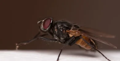 Mosca doméstica (Musca domestica) vista de lado, una de las especies más comunes entre los tipos de moscas