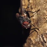 Mosca doméstica adulta sobre fondo oscuro
