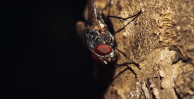 Vida de las moscas 4 Mosca doméstica adulta sobre fondo oscuro