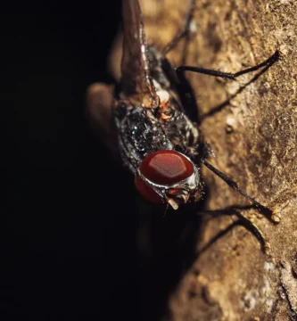 ¿Cuánto tiempo vive una mosca doméstica? 15-25 días 1 Mosca doméstica adulta sobre fondo oscuro